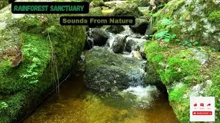 Relax and unwind to Rainforest moss covered rock stream and tropical bird calls