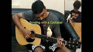 Cockatiel as a Pet Bird - Bonding with and Taming/Training Cherry