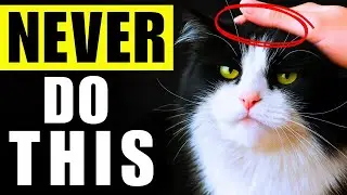 What Cats HATE Most 😾 | 8 Things That Upset Cats More Than Being Picked Up!