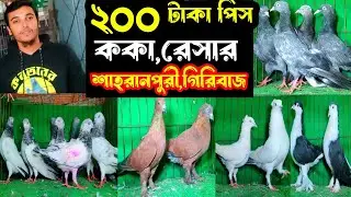 ২০০ টাকা পিস দামাসিন,ককা,লাহোরী,রেসার,গিরিবাজ কবুতর কিনুন | শখের ফেরিওয়ালা | Pigeon |