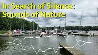 Dźwięki Natury: Gawrony w porcie | Nature's Symphony: Jackdaws in Harbor
