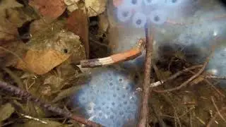 Caddisfly larvae feeding on Spotted Salamander Eggs