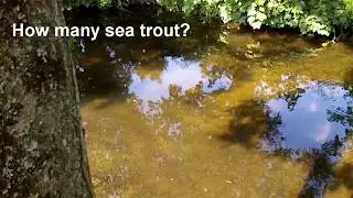 Sea trout Yealm 3rd July 2019