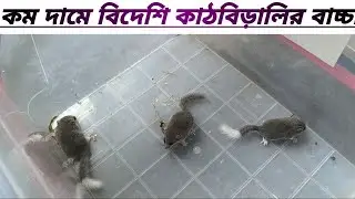 কম দামে বিদেশি কাঠবিড়ালির বাচ্চা / Cheap exotic baby squirrels.   #কাঠবিড়ালি #petslovers 