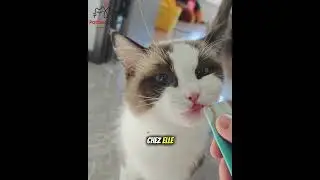 Ma Nouvelle Chatte Ne Tient Pas en Place… Que Cherche-t-elle Vraiment ? 🐱💔