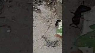La plus grosse fourmie du monde