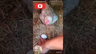 😜Hen protecting eggs😜 | chicken | #shorts #trending #viral