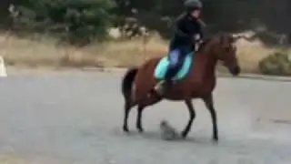 Halt to canter transition