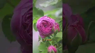 Ten (10) Amazing Facts about Roses