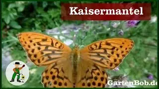 Kaisermantel -Schmetterling