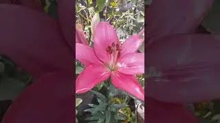 Lillium Flowers in my garden #bollywood #song #entertainment