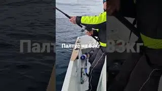 Палтус на 83 кг. Лофотены, Норвегия