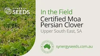 Certified Moa Persian Clover, Upper South East SA - Synergy Seeds Australia