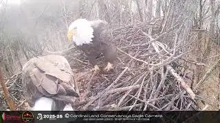 Bonnie & Clyde: Mating and Nest Restorations | Wildlife Behaviour Observed | 12 January 2025