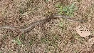 Water snake saamp 🇮🇳