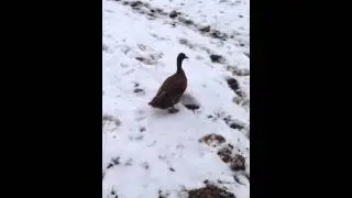 Ducks don't like snow 2015