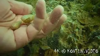 &copy; Двустворчатый моллюск Barnea candida (White piddock) или 