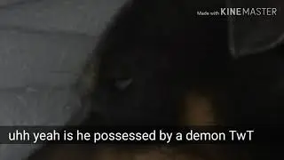 When your dog is possessed by a demon under your sheets 😂