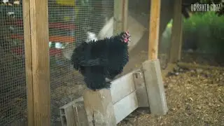UC Santa Cruz Minute: Part 16