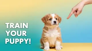 HOW TO TRAIN A PUPPY