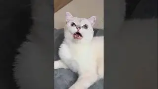 Proof Cats Are Secretly Funny 😂🐾 #funny #cat