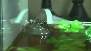 Spotted Marsh Frog Calling