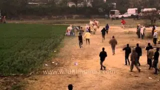 Bull moves on,breaking the speed limit : Kila Raipur Rural Olympics