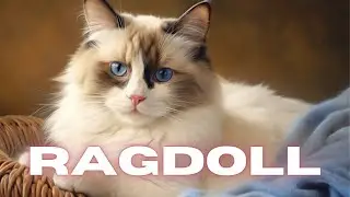 Gato RAGDOLL: Características y cuidados de esta dócil raza 🐱