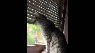 Котик ждёт снова своего хозяина домой ☺️ #cat #видосыоткота #mainecoon #кот