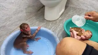 She Was Having Fun in the Bath 😂… Until Dad Suddenly Appeared! 🐒😲