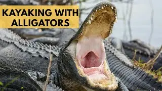 Kayaking the Louisiana Bayou With Alligators - After Work Adventure