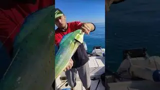 llampugas de octubre #fishing #spinning #pesca #llampuga