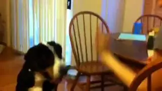 Swissie high fives