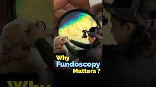 Why Fundoscopy matters?  #theeyevet #pets #petcare
