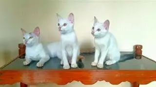 #Whitecatgarden funny and cute cats in quarantine. unlimited laugh pack