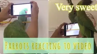 Ring Neck Parrot | Beautiful Reaction to the Camera |