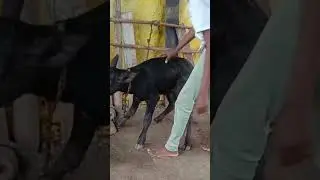 Столбняк у телят буйвола!