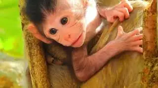 Baby Monkey&rsquo;s Longing Eyes Tell a Story of Missing Mom 😭