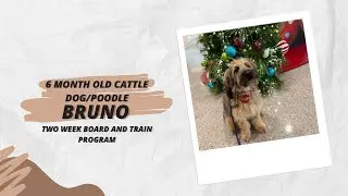 Best Dog Training in Chicago! 6 Month Old Cattle Dog/Poodle, Bruno!