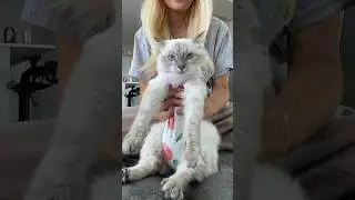 MORNING ROUTINE WITH A DISABLED KITTY #cats #catshorts