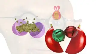 2 plastic Easter eggs filled with mung beans