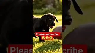 cute puppy playing in ground #rap  #hiphop #viral #rap  @MrBeast @AniMahal01