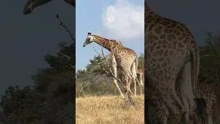 rare African wildlife footage | the majestic giraffe #giraffe #wildebeests #shorts