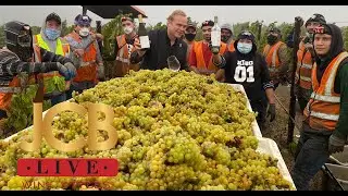 JCB LIVE Wine Styles: In the Vineyard