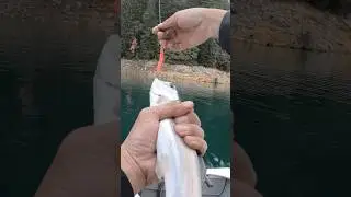 TROUT FISHING WITH SPEEDY SHINERS AT SLY CREEK RESERVOIR