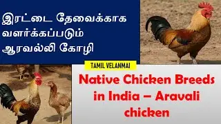 Aravali Chicken  || Native Chicken Breed in India || ஆரவல்லி கோழி ||  Tamil Velanmai
