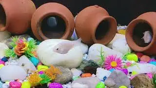 🖤🤍beautiful freshwater fish polar blue parrot Fish tank setup guide care #machhali #polarblueparrot 