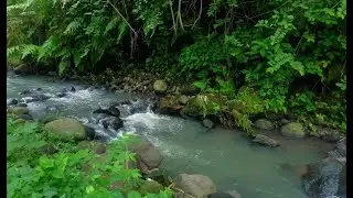 Tranquil River Ambience – Soft Stream and Forest Sounds for Deep Sleep and Inner Peace