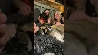 DOG SONG - Ode to Boog, failed farm dog and successful life lover #dogs #acapella #vanlife #vibes