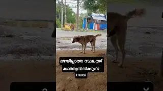 മഴയില്ലാത്ത സ്ഥലത്ത് കാത്തുനിൽക്കുന്ന നായ
